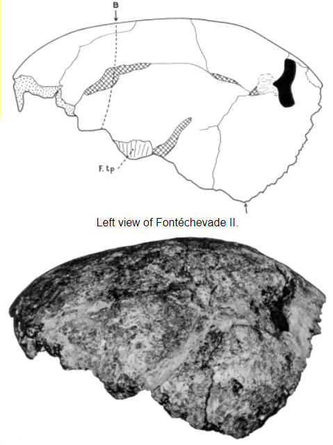 fragment de crane humain préhistorique - Grotte fontéchevade